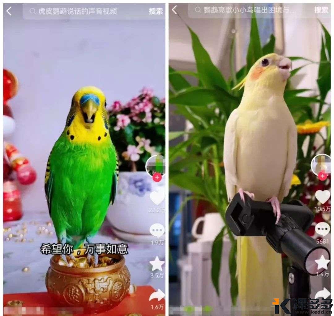 百万播放的鹦鹉唱歌，用即梦一分钟教会你来制作-课多多