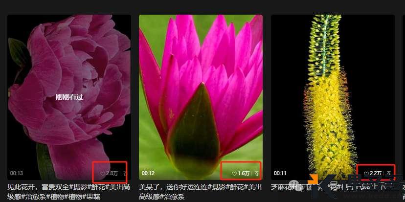 用AI制作治愈系开花视频,新手30分钟上手,涨粉10W+(附保姆级教程)-课多多
